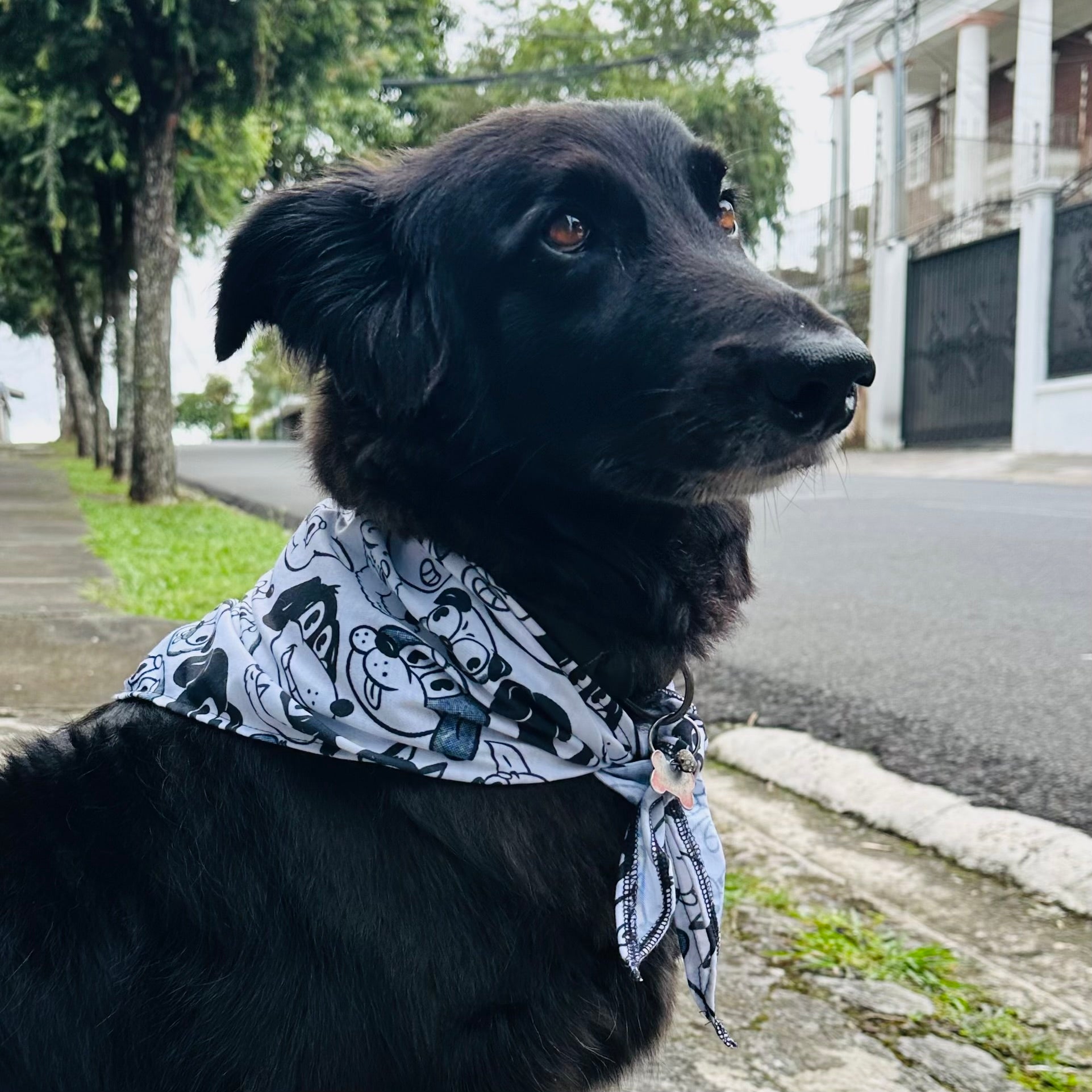 BANDANA PERRITOS - XL